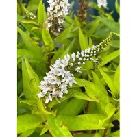 Brandless 6 x Lysimachia clethroides - Coregone delle nevi - vaso 9 x 9 cm