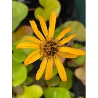 Brandless 6 x Ligularia dent. 'Othello' - Loosestrife bruna - vaso 9 x 9 cm