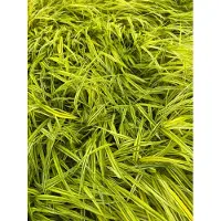 GRDplanten 6 x Hakonechloa macra 'Aureola' - Japonica dorata - vaso 9 x 9 cm