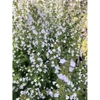 Brandless 6 x Calamintha nepeta 'Nepeta' - Timo di montagna in vaso da 9x9 cm