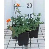 GRDplanten 6 x Helianthemum hybr. 'Bronzeteppich' - Girasole - vaso 9 x 9 cm
