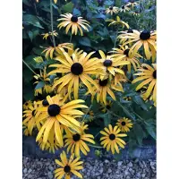Brandless 6 x Rudbeckia Fulgida 'Goldsturm' - Vaso di fiori di conifera 9cm x 9cm