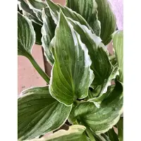 GRDplanten 6 x Hosta 'Undulata Albomarginata' - Diffusioni - Topf 9 x 9 cm
