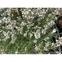 Brandless 6 x Lavandula intermedia 'Edelweiss' - Lavanda in vaso 9 x 9 cm