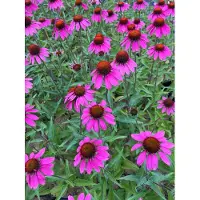 GRDplanten 6 x Echinacea tennesseensis 'Amazing Dream' PBR - Sonnenhut - Topf 9 x 9 cm