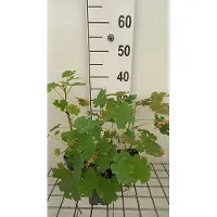GRDplanten 6 x Macleaya cordata - Papavero piuma - Vaso 9 x 9 cm
