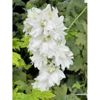 GRDplanten 6 x Delphinium (p) 'Galahad' - Delphinium - vaso 9 x 9 cm