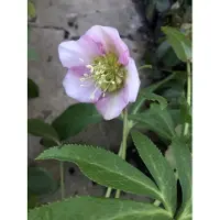 Brandless 6 x Helleborus orientalis Pretty Ellen Pink - elleboro - vaso 9 x 9 cm