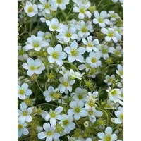 GRDplanten 6 x Saxifraga (a) 'Snow carpet' - Saxifraga muschiata - vaso 9 x 9 cm