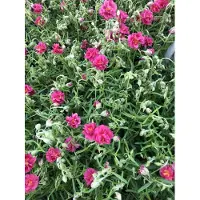 GRDplanten 6 x Helianthemum hybr. 'Cerise Queen' - Girasole - vaso 9x9 cm