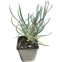 GRDplanten 6 x Dianthus grat. 'Cappuccetto Rosso' - Garofano - vaso 9 x 9 cm