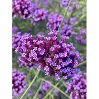 Brandless 6 x verbena argentina - Verbena bonariensis - vaso 9cm x 9cm