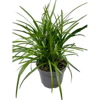 GRDplanten 6 x Liriope musc. 'Moneymaker' - Mazzo di gigli - vaso 9 x 9 cm