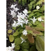 GRDplanten 6 x Epimedium Youngianum 'Niveum' - Fiore delle fate - vaso 9x9 cm