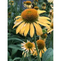 GRDplanten 6 x Echinacea purp. 'Harvest Moon' - Sonnenhut in vaso 9x9 cm