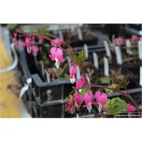 GRDplanten 6 x Dicentra Spectabilis - Cuore d'acqua - Vaso 9x9 cm