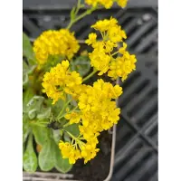 GRDplanten 6 x Aurinia saxatilis 'Compacta' - Aurinia - vaso 9 x 9 cm