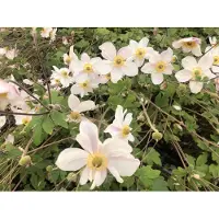Brandless 6 x Anemone 'Dainty Swan' - Anemone im Topf 9x9 cm