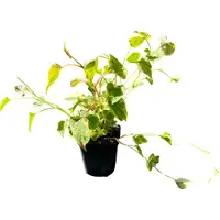 GRDplanten 6 x Houttuynia cord. camaleonte" - Coda di lucertola colorata - Vaso 9 x 9 cm