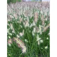 Brandless 6 x Pennisetum alopecuroides 'Little Bunny' - Erba pulitrice nana in vaso 9cm x 9cm