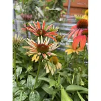 Brandless 6 x Echinacea purpurea 'Cheyenne Spirit' - Echinacea - vaso 9 x 9 cm