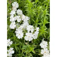 GRDplanten 6 x Phlox (s) 'Maischnee' ('snow queen') - Flammenblume - Topf 9 x 9 cm
