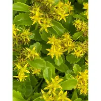 Brandless 6 x Sedum kamtschaticum - Piantaggine della Kamchatka - vaso 9 x 9 cm