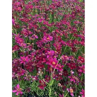 Brandless 6 x Coreopsis verticillata 'Ruby Red' - occhi di fanciulla in vaso 9x9 cm