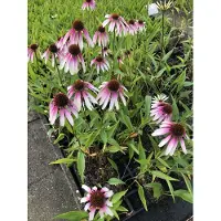 GRDplanten 6 x Echinacea pur. 'Pretty Parasols' (j.s. angel) - Sonnenhut - Topf 9x9 cm