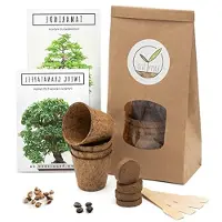 LTPRTZ Kit per principianti per bonsai - Set di piante e semi - Coltiva il tuo albero - Include un eBook - 4 vasetti con semi - Prodotto naturale