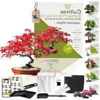 LTPRTZ Kit per la coltivazione di bonsai - Kit fai-da-te - Per coltivare piante - Completo di semi - 15,5 x 17,5 cm - Verde