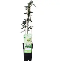 Hoogeveen Plants BV Passiflora caerulea 'Constance Elliot' - ↨65Cm - Ø15