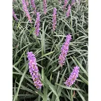 GRDplanten 6 x Liriope muscari - Campanula - vaso 9 x 9 cm