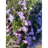 GRDplanten 6 x Phlox (d) 'Lilac Cloud' - fiore di fiamma - vaso 9 x 9 cm