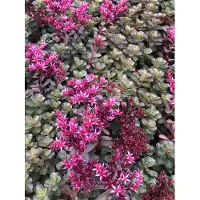 GRDplanten 6 x Sedum spur. 'Fuldaglut' - Foglia grassa - Vaso 9 x 9 cm