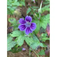 GRDplanten 6 x Geranium nodosum 'Clos du Coudray' - Cranesbill - vaso 9 x 9 cm