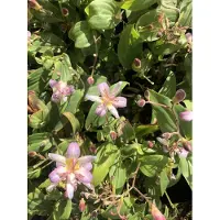 GRDplanten 6 x Tricyrtis hirta 'Tojen' - Giglio rospo - vaso 9x9 cm