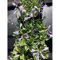 GRDplanten 6 x Hosta hybr. 'Patriot' - Diffusioni - Topf 9 x 9 cm