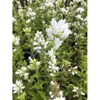 Brandless 6 x Campanula glomerata 'Alba' - Campanula in vaso 9x9 cm