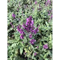 GRDplanten 6 x Salvia nem. 'Pink Friesland' - Muschio a stella - vaso 9 x 9 cm