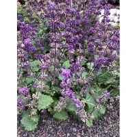 GRDplanten 6 x Salvia vert. 'Purple Rain' - muschio stellato - vaso 9 x 9 cm