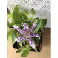 GRDplanten 6 x Tricyrtis hirta - Giglio rospo - vaso 9x9 cm