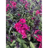 GRDplanten 6 x Phlox (p) 'Starfire' - Fiore di fiamma - vaso 9 x 9 cm
