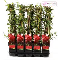 Hoogeveen Plants BV Lonicera Japonica 'Red World' - ↨65Cm - Ø15