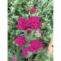 Brandless 6 x Achillea millefolium 'Pomegranate' - Achillea in vaso 9 x 9 cm