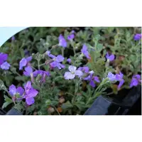 Brandless 6 x Aubrieta hybr. 'Cascade Blue' - Fiori di campo di 9x9cm