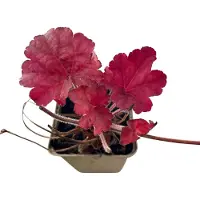 GRDplanten 6 x Heuchera hybr. 'Berry Smoothie' - Campane viola - vaso 9 x 9 cm