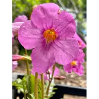 GRDplanten 6 x Incarvillea delavayi - gloxinia - vaso 9 x 9 cm