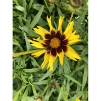 Brandless 6 x Coreopsis grandiflora 'SunKiss' - Occhi di fanciulla in un vaso di 9x9 cm