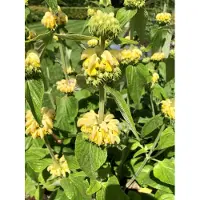 Brandless 6 x Phlomis russeliana - Erba di fuoco in un vaso 9 x 9